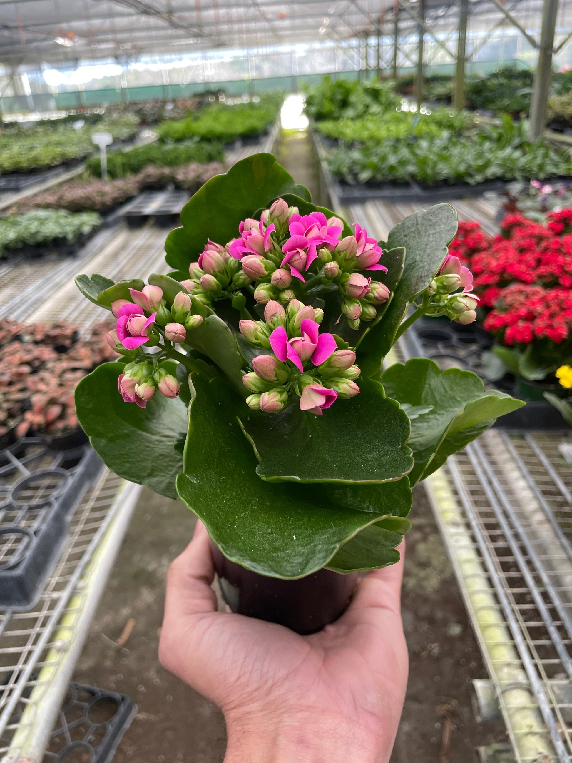 Kalanchoe - Fleurish Plant Care, LLC