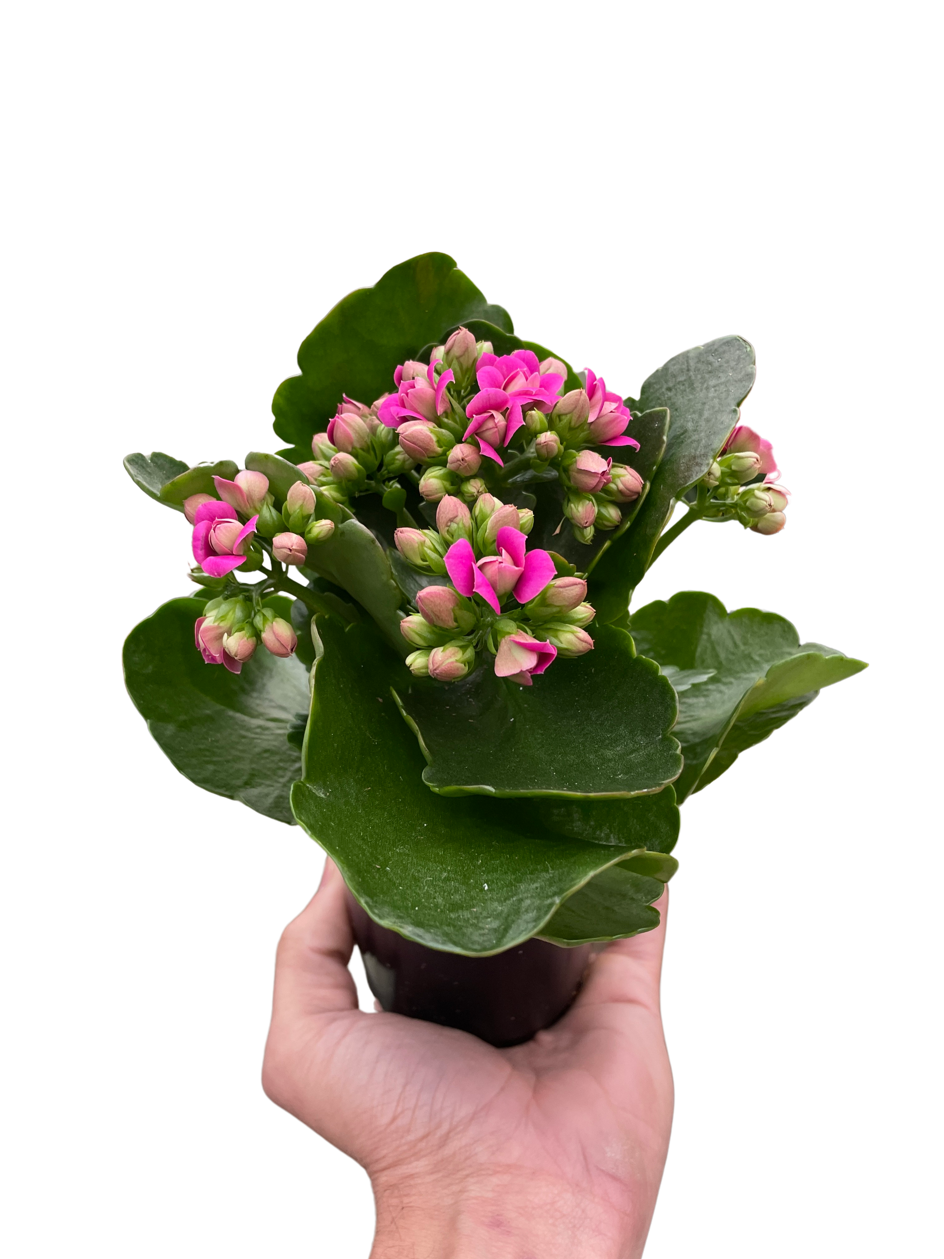 Kalanchoe - Fleurish Plant Care, LLC