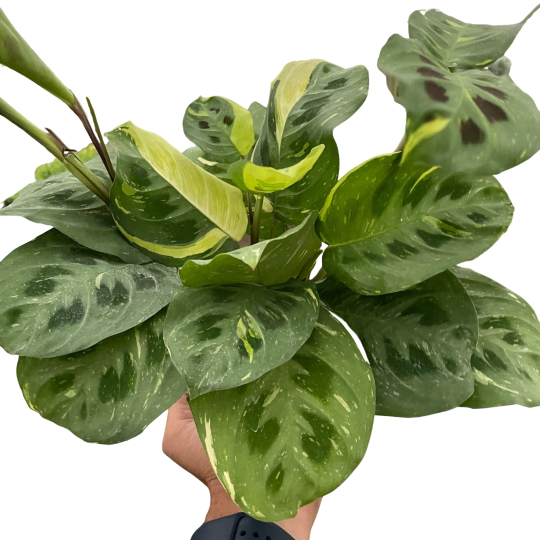 Maranta Variegated 'Beauty Kim' - Fleurish Plant Care, LLC