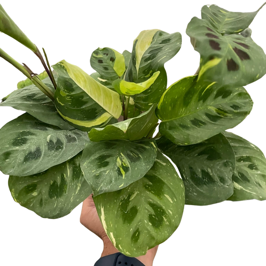 Maranta Variegated 'Beauty Kim' - Fleurish Plant Care, LLC