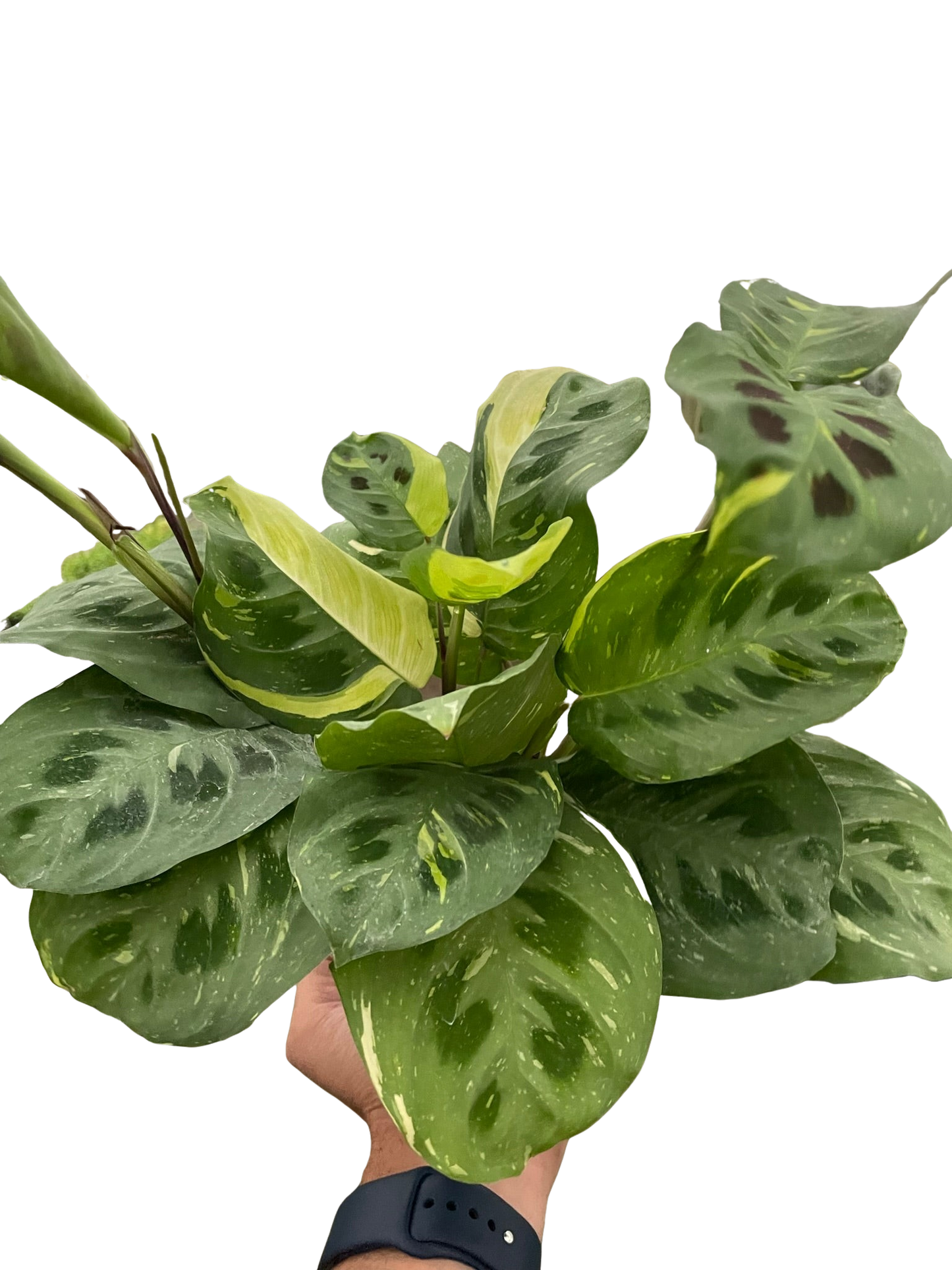 Maranta Variegated 'Beauty Kim' - Fleurish Plant Care, LLC