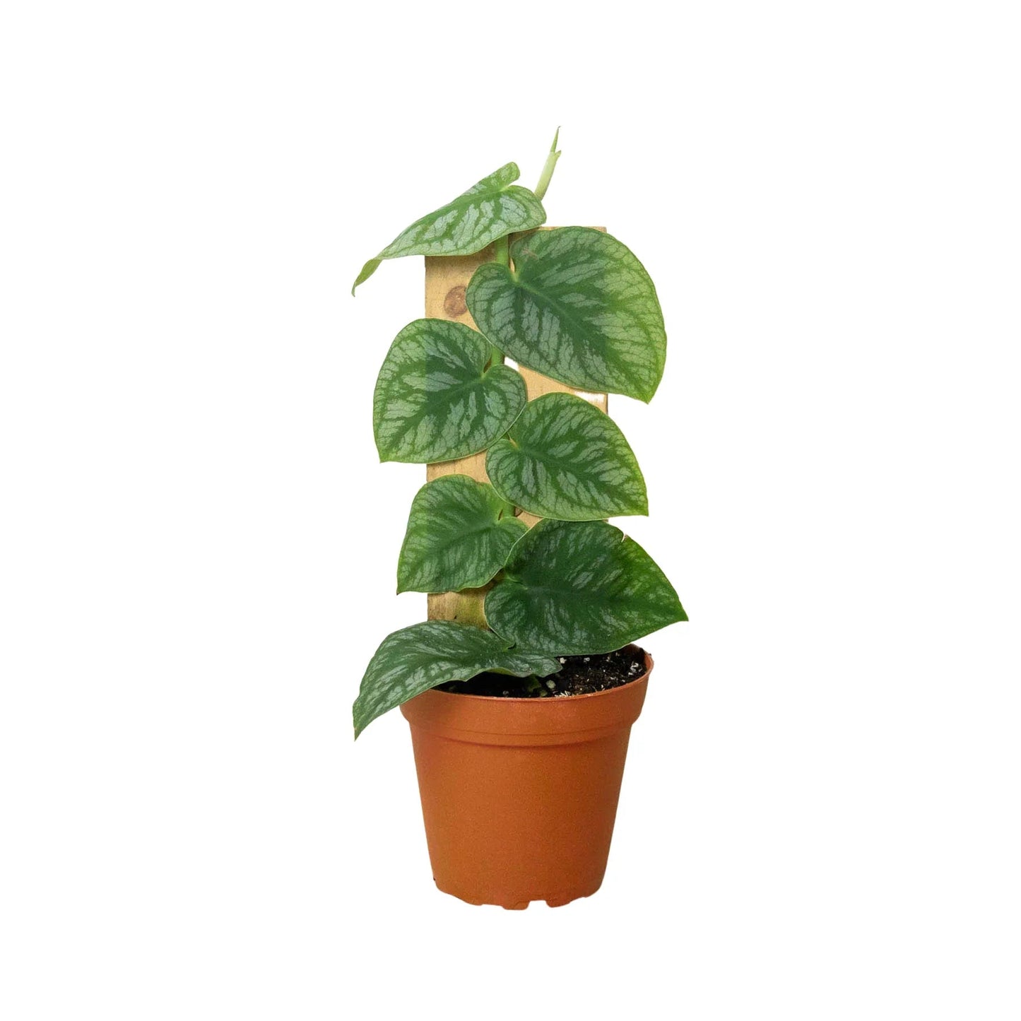 Monstera 'Dubia' (Shingle Plant) - Fleurish Plant Care, LLC
