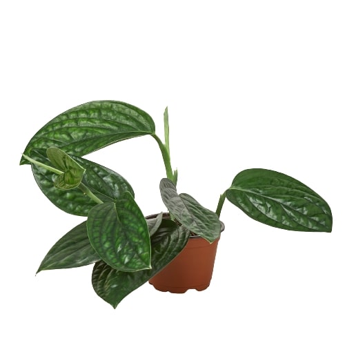 Monstera 'Peru' - Fleurish Plant Care, LLC