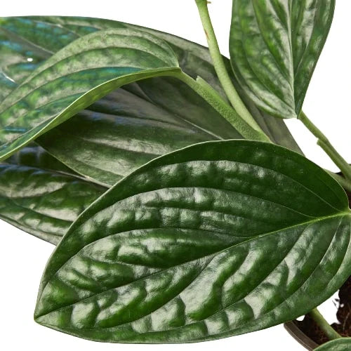 Monstera 'Peru' - Fleurish Plant Care, LLC