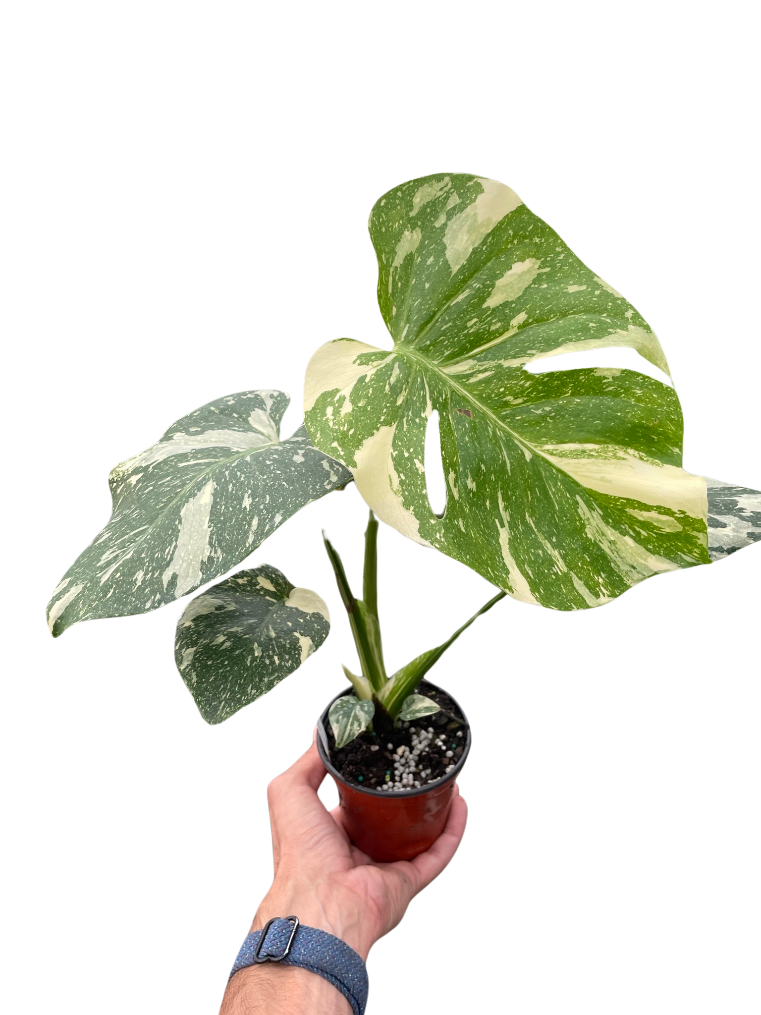Monstera 'Thai Constellation' - Fleurish Plant Care, LLC
