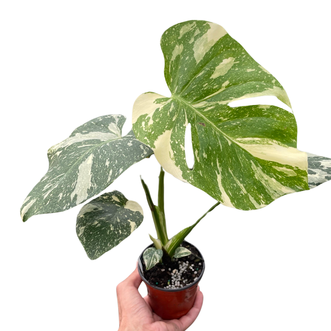 Monstera 'Thai Constellation' - Fleurish Plant Care, LLC