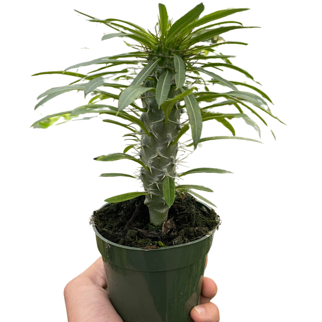 Pachypodium 'lamerei' (Madagascar Palm) - Fleurish Plant Care, LLC