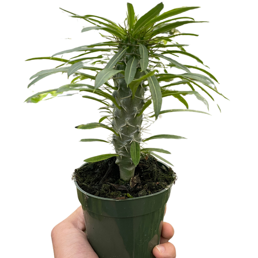 Pachypodium 'lamerei' (Madagascar Palm) - Fleurish Plant Care, LLC