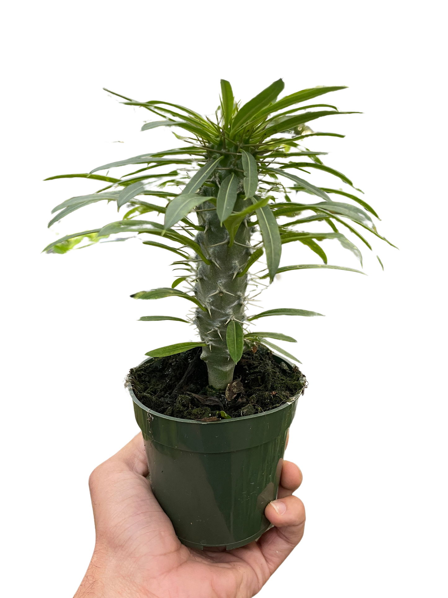 Pachypodium 'lamerei' (Madagascar Palm) - Fleurish Plant Care, LLC
