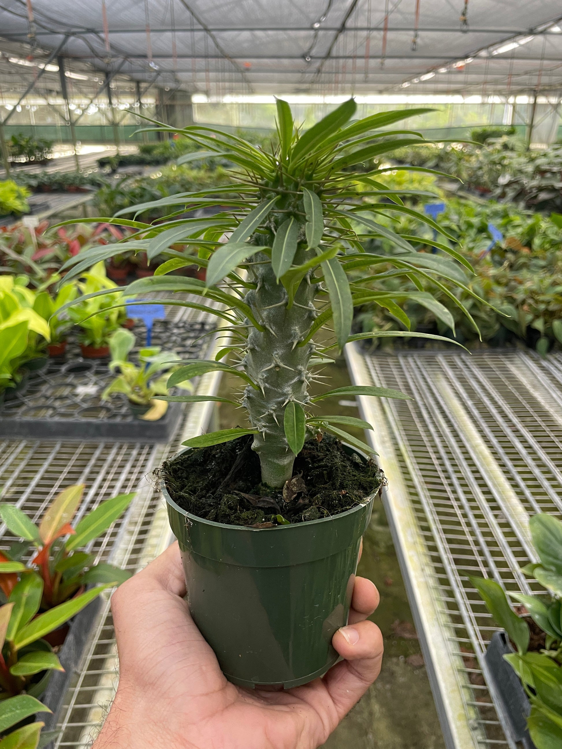 Pachypodium 'lamerei' (Madagascar Palm) - Fleurish Plant Care, LLC