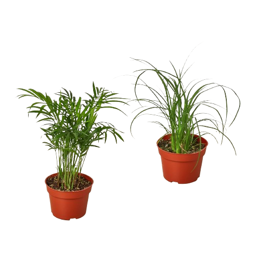 2 Palm Variety Pack / 4" Pots / Live Plant / House Plant - Fleurish Plant Care, LLC