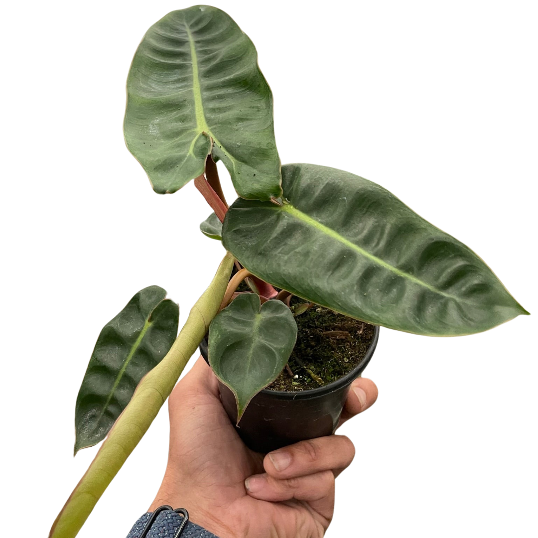 Philodendron 'Billietiae' - Fleurish Plant Care, LLC