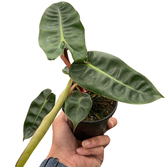 Philodendron 'Billietiae' - Fleurish Plant Care, LLC