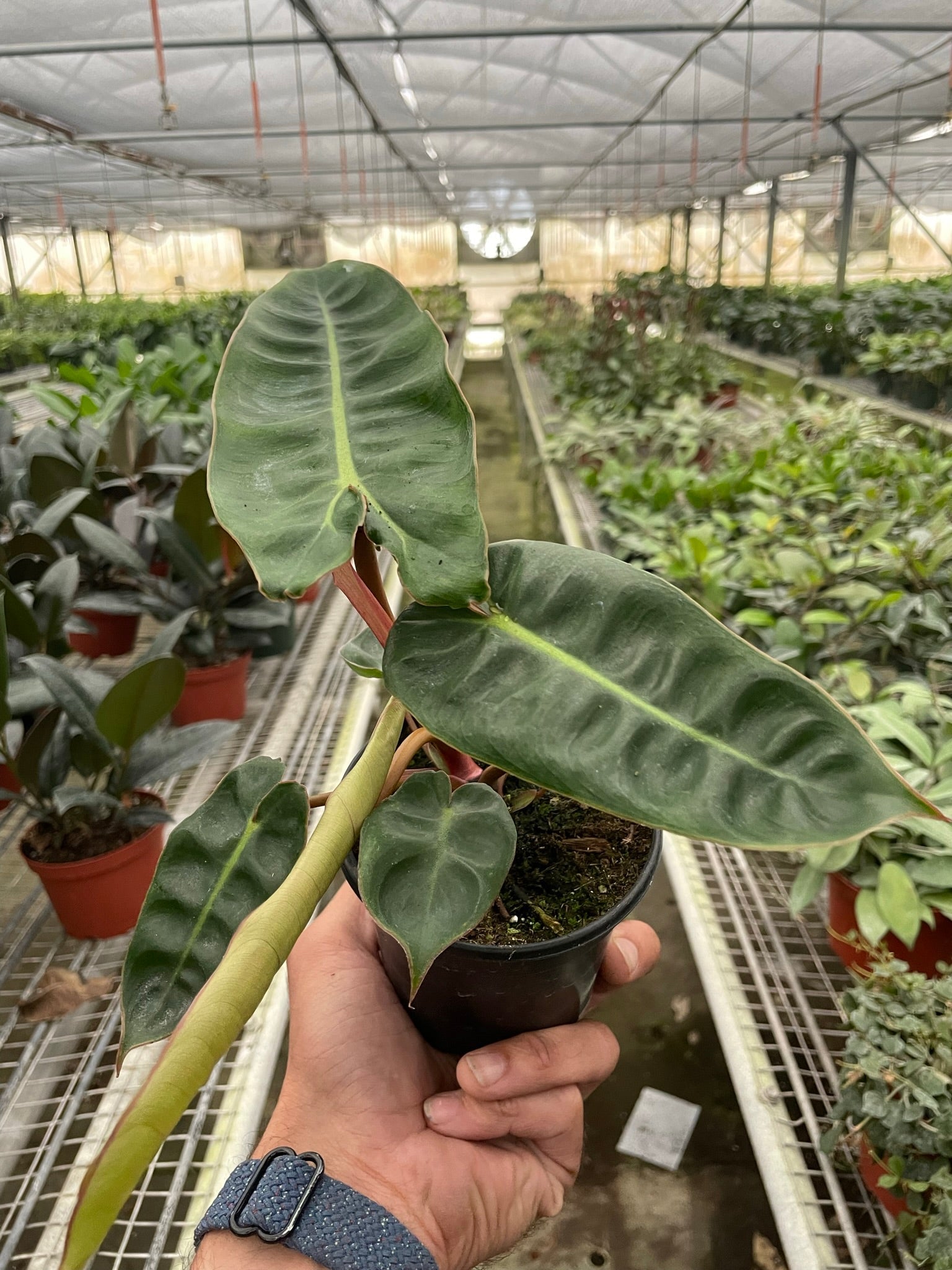 Philodendron 'Billietiae' - Fleurish Plant Care, LLC
