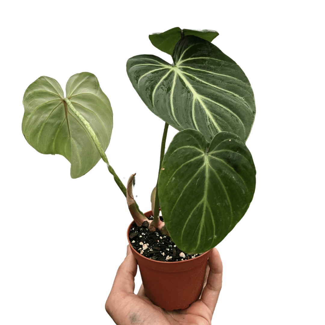 Philodendron Gloriosum - Fleurish Plant Care, LLC