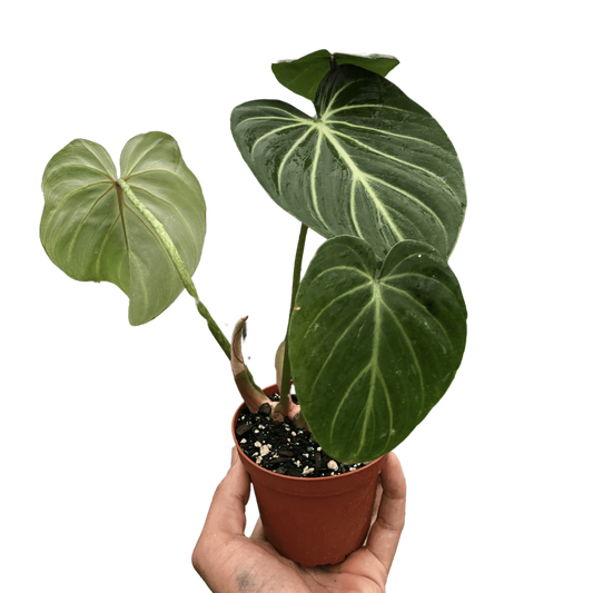 Philodendron Gloriosum - Fleurish Plant Care, LLC