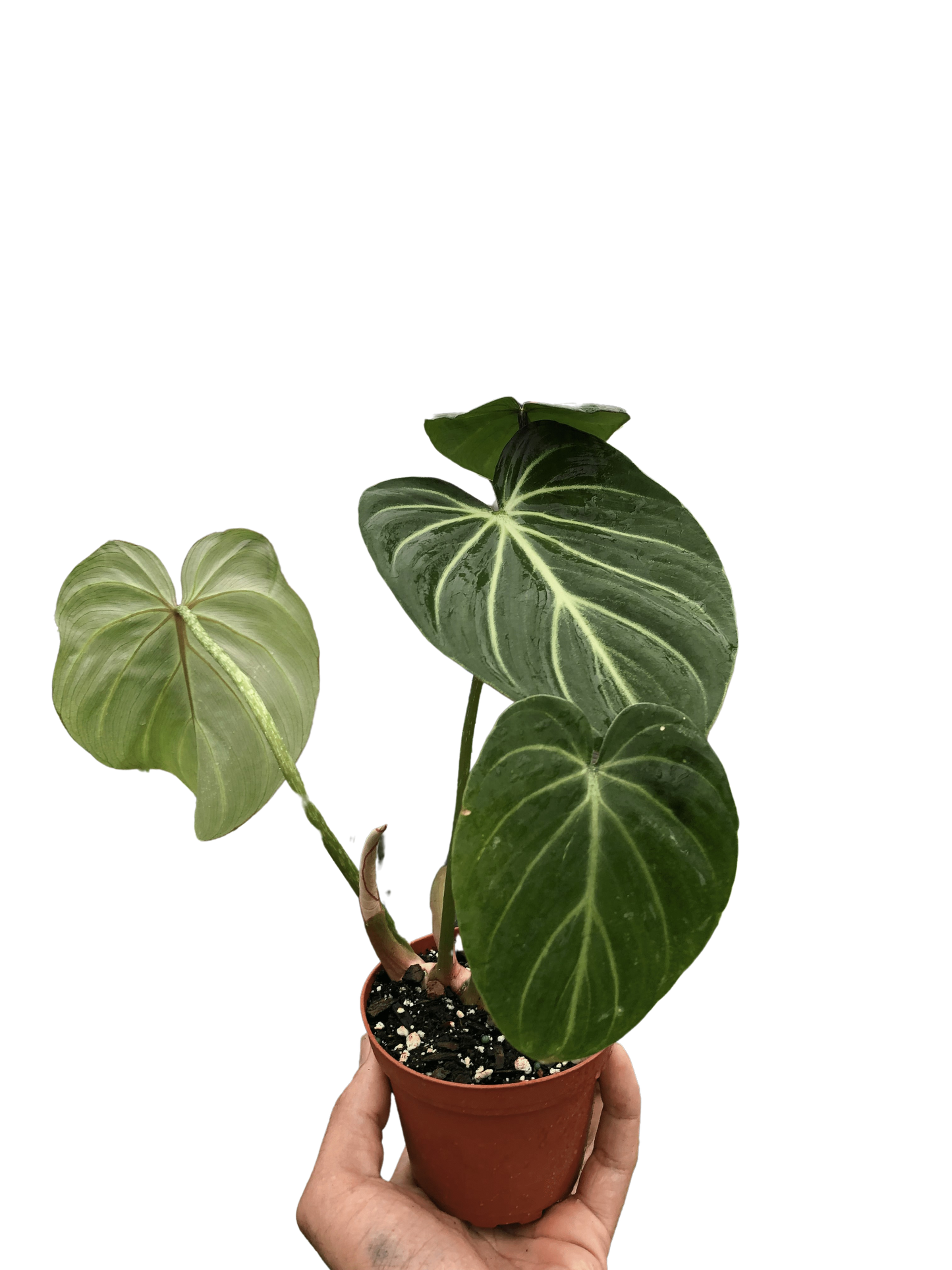 Philodendron Gloriosum - Fleurish Plant Care, LLC