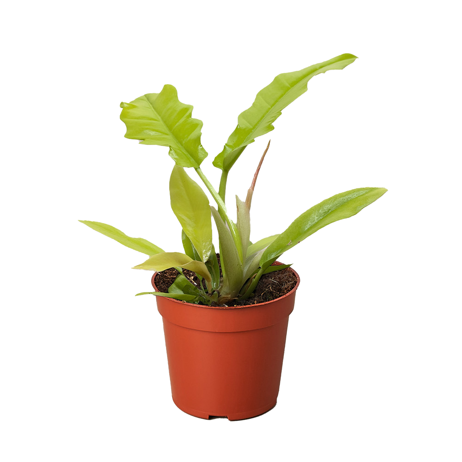 Philodendron 'Golden Crocodile' - Fleurish Plant Care, LLC