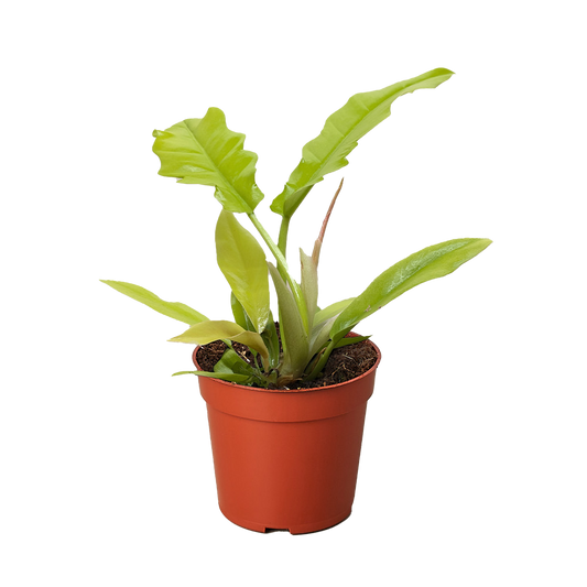 Philodendron 'Golden Crocodile' - Fleurish Plant Care, LLC