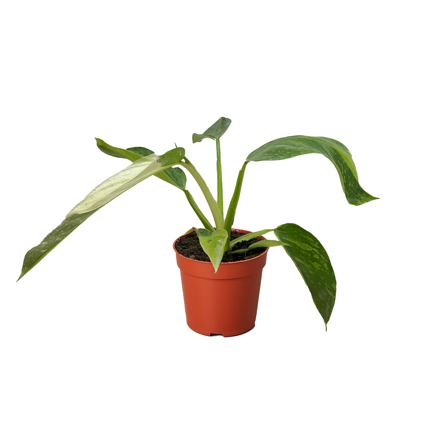 Philodendron Jose Bueno - Fleurish Plant Care, LLC
