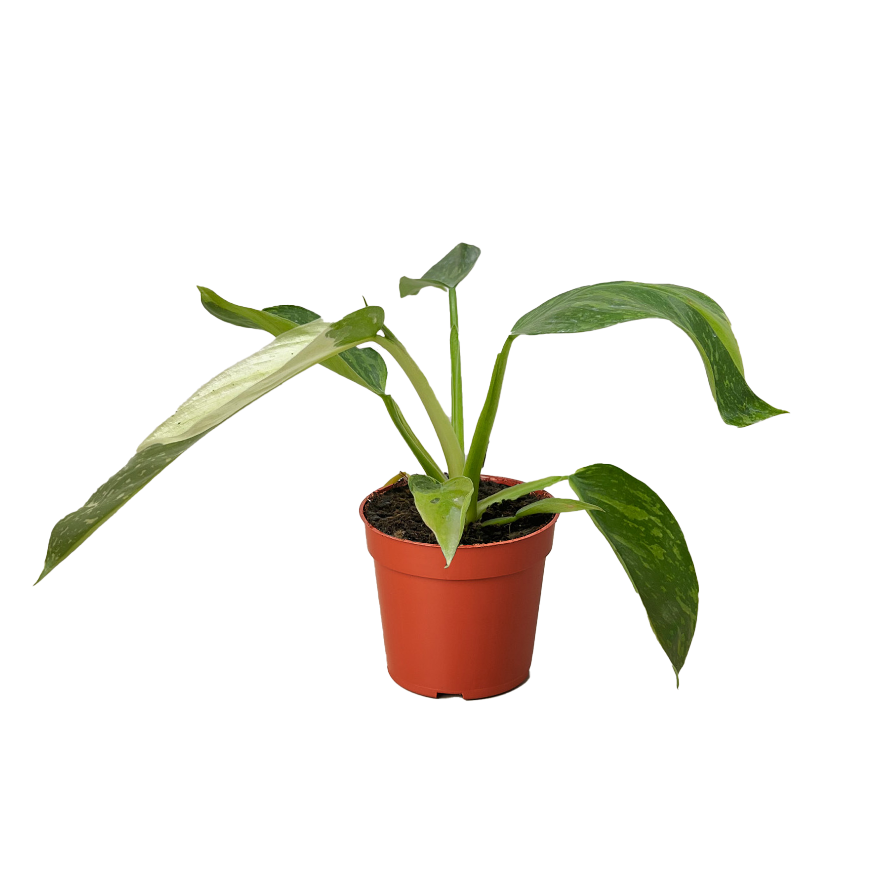 Philodendron Jose Bueno - Fleurish Plant Care, LLC