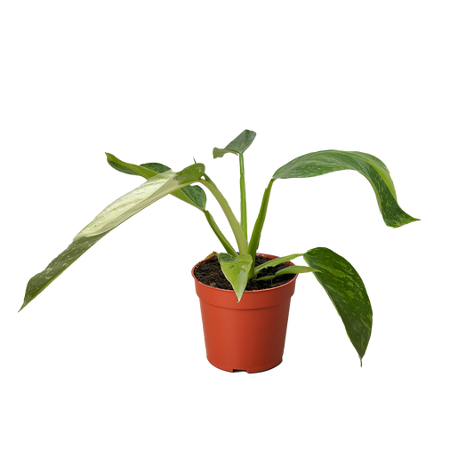 Philodendron Jose Bueno - Fleurish Plant Care, LLC