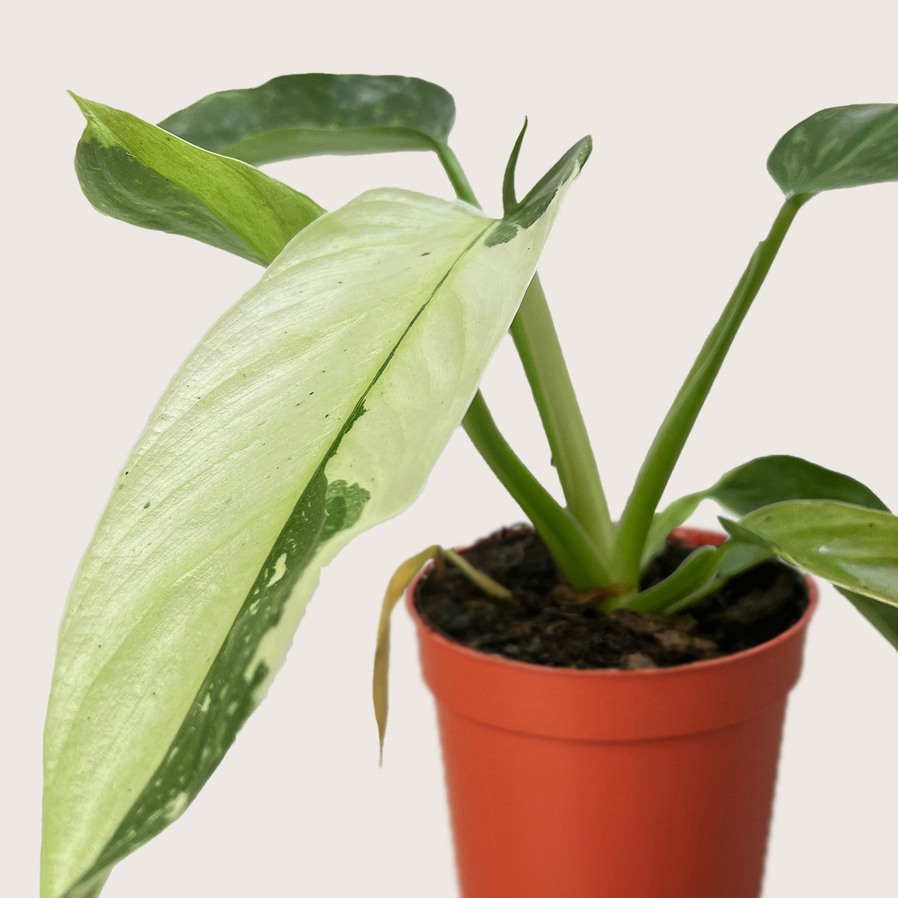 Philodendron Jose Bueno - Fleurish Plant Care, LLC