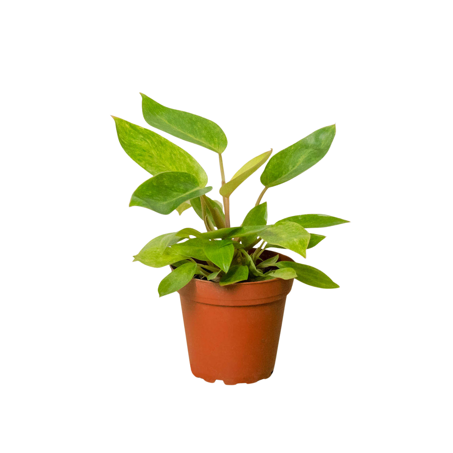 Philodendron 'Painted Lady' - Fleurish Plant Care, LLC