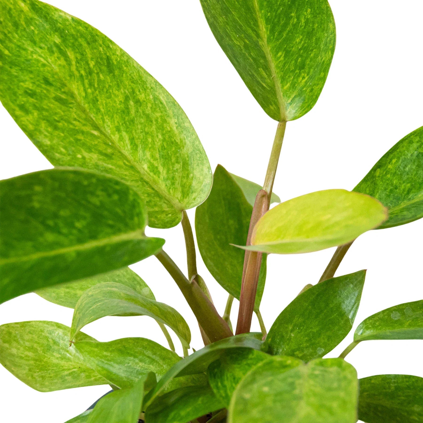 Philodendron 'Painted Lady' - Fleurish Plant Care, LLC