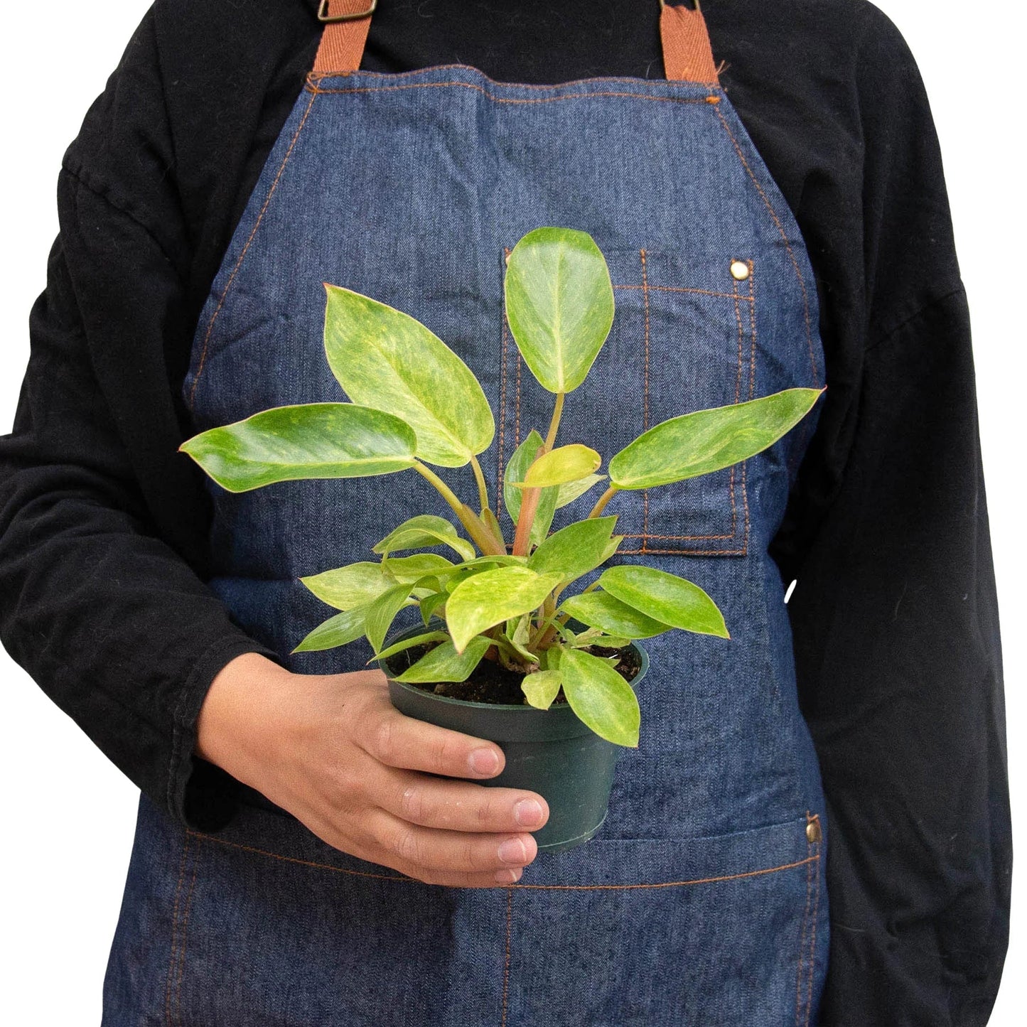 Philodendron 'Painted Lady' - Fleurish Plant Care, LLC
