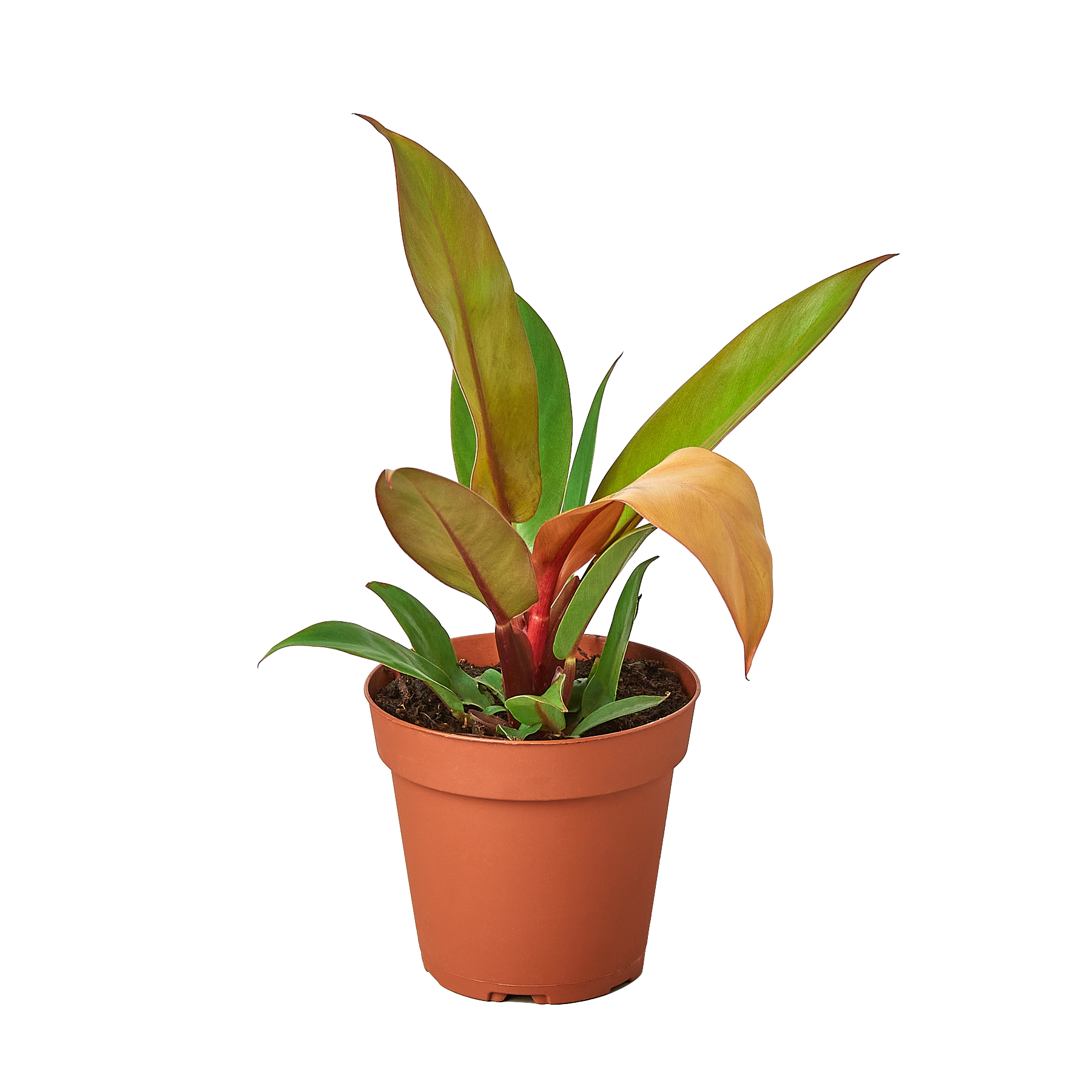 Philodendron 'Prince of Orange' - Fleurish Plant Care, LLC