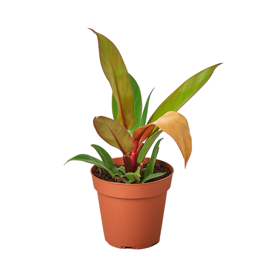 Philodendron 'Prince of Orange' - Fleurish Plant Care, LLC