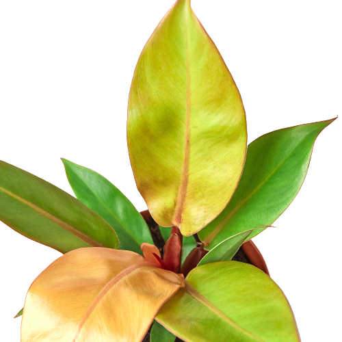 Philodendron 'Prince of Orange' - Fleurish Plant Care, LLC