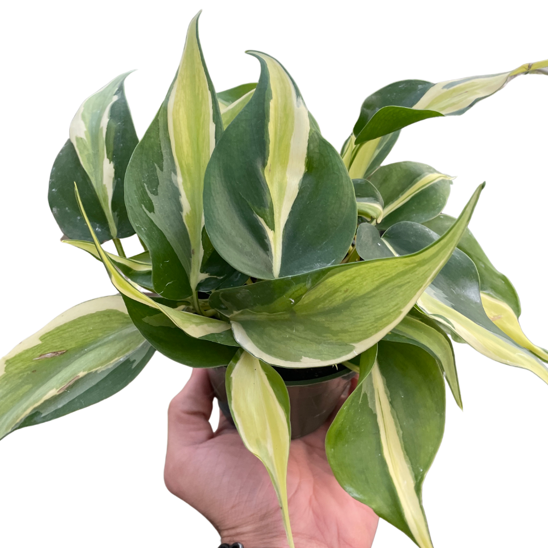 Philodendron 'Silver Stripe' - Fleurish Plant Care, LLC