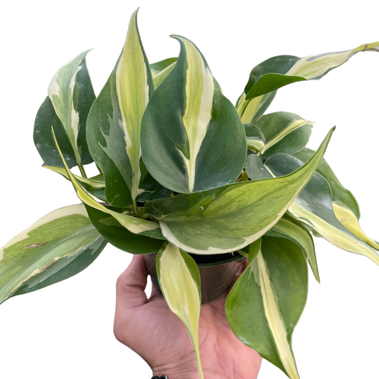 Philodendron 'Silver Stripe' - Fleurish Plant Care, LLC