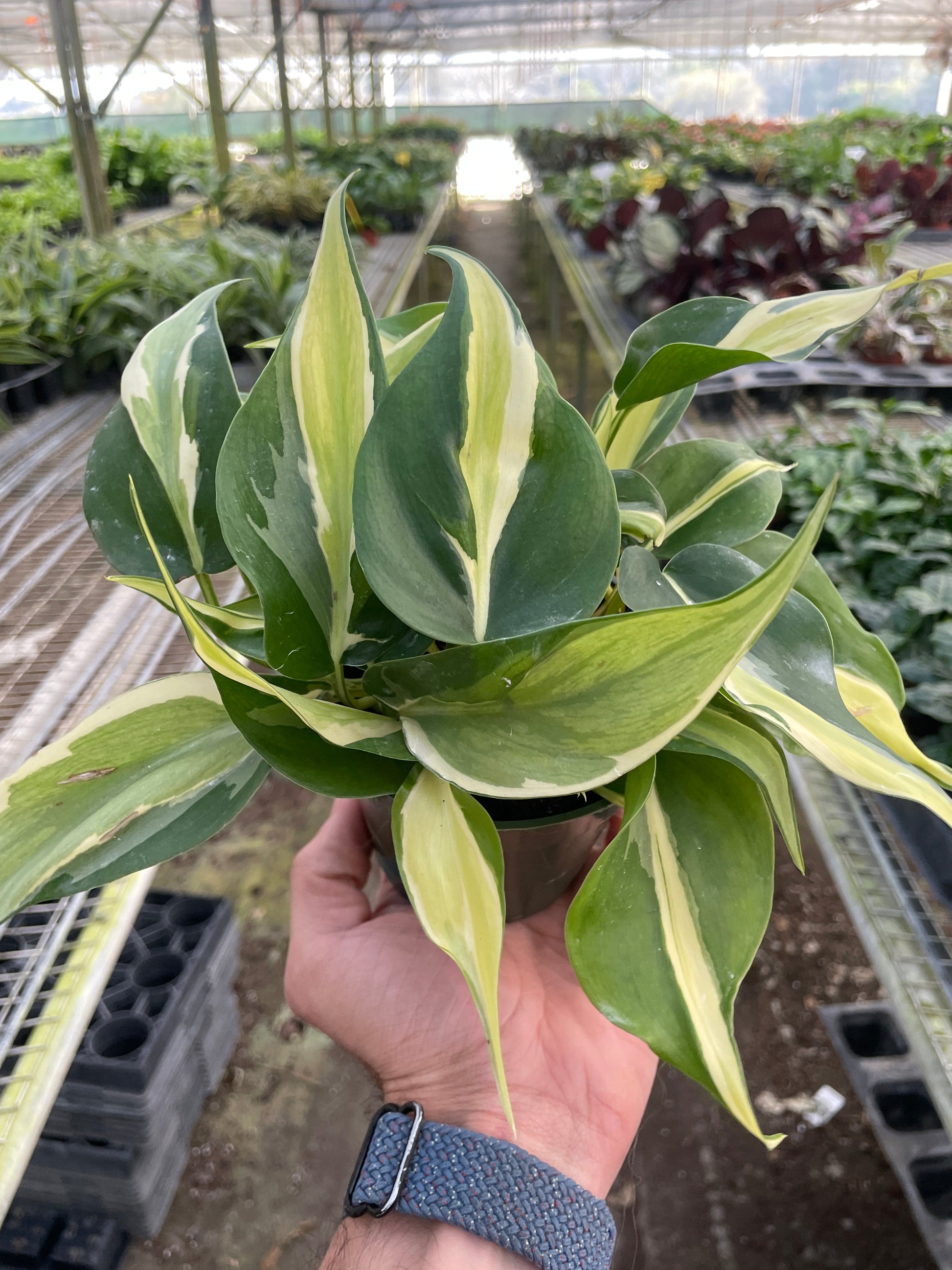 Philodendron 'Silver Stripe' - Fleurish Plant Care, LLC