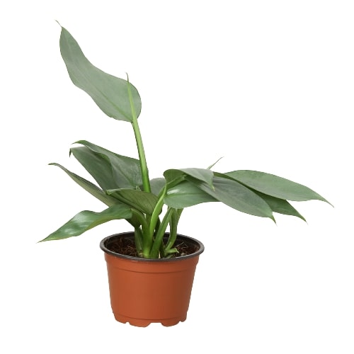 Philodendron 'Silver Sword' - Fleurish Plant Care, LLC