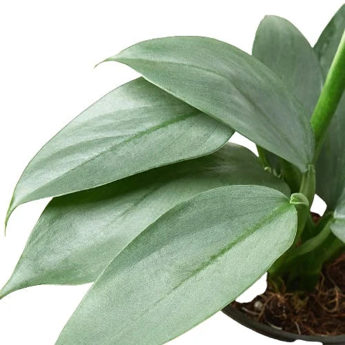 Philodendron 'Silver Sword' - Fleurish Plant Care, LLC