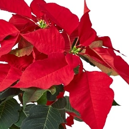 Poinsettia 'Red'