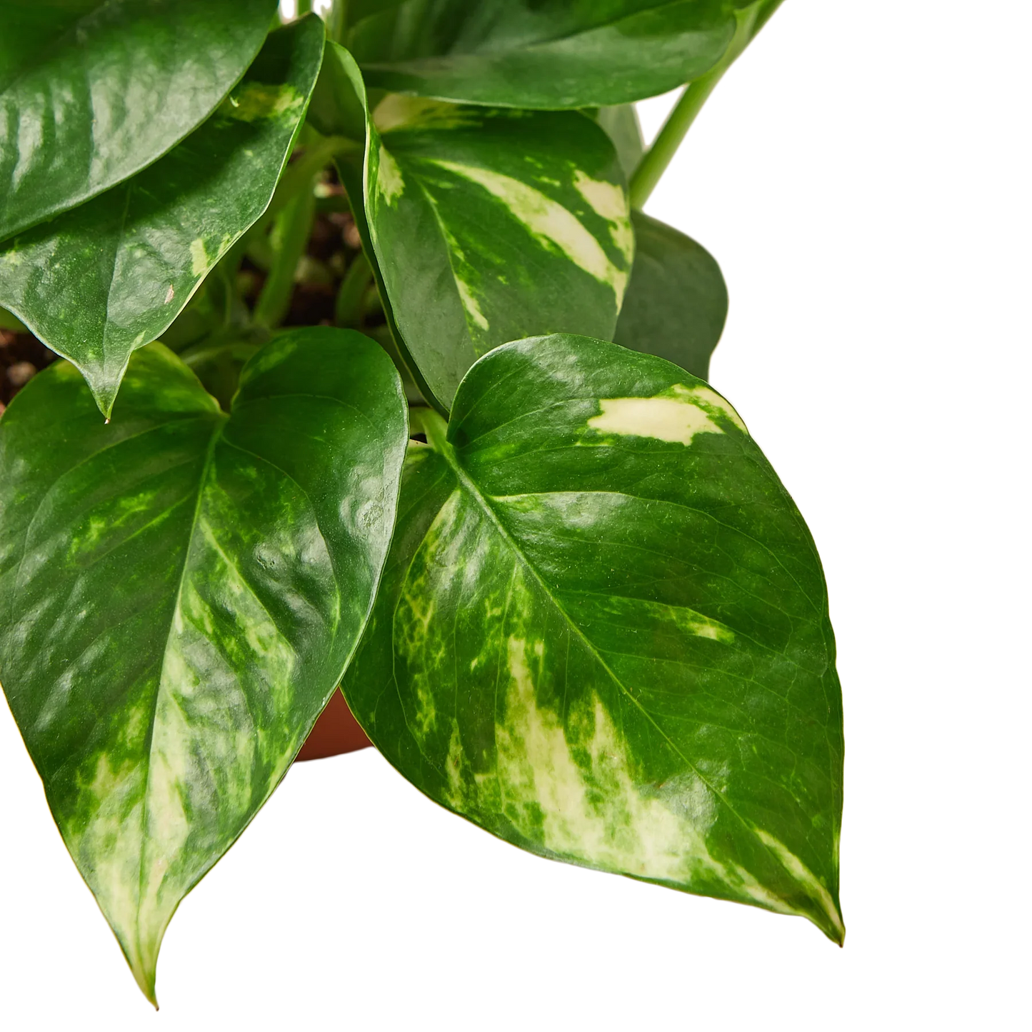 Pothos 'Golden' - Fleurish Plant Care, LLC