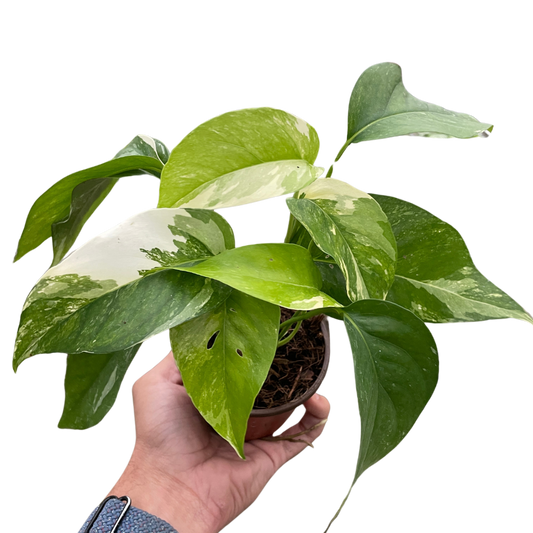 Pothos 'Albo Variegata'