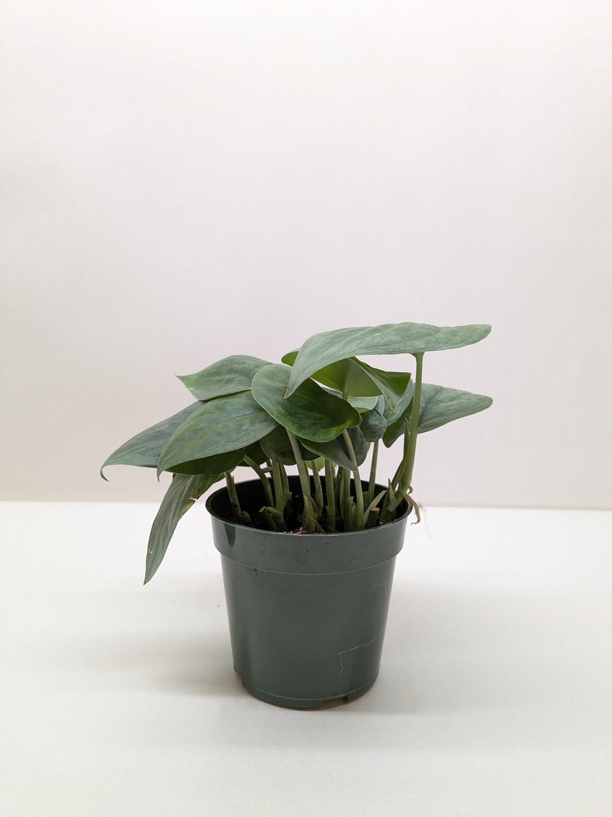 Scindapsus Platinum Java - Fleurish Plant Care, LLC
