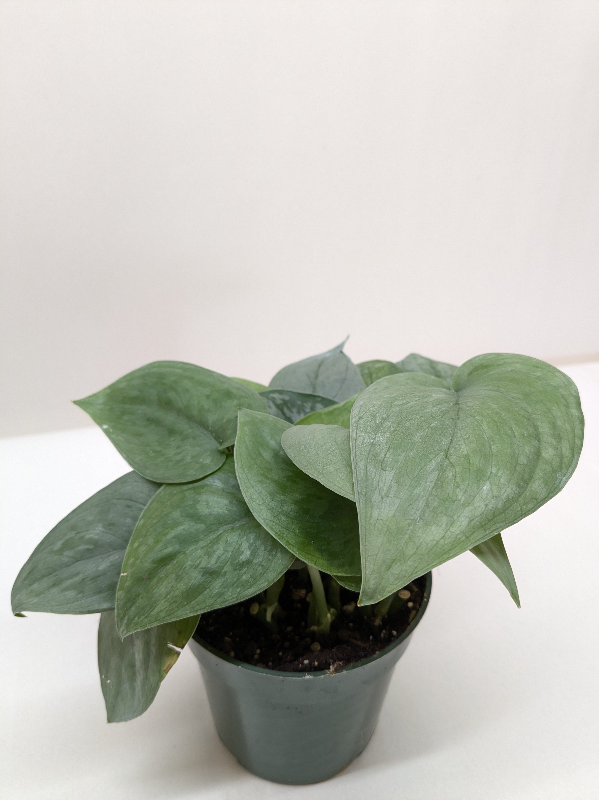 Scindapsus Platinum Java - Fleurish Plant Care, LLC