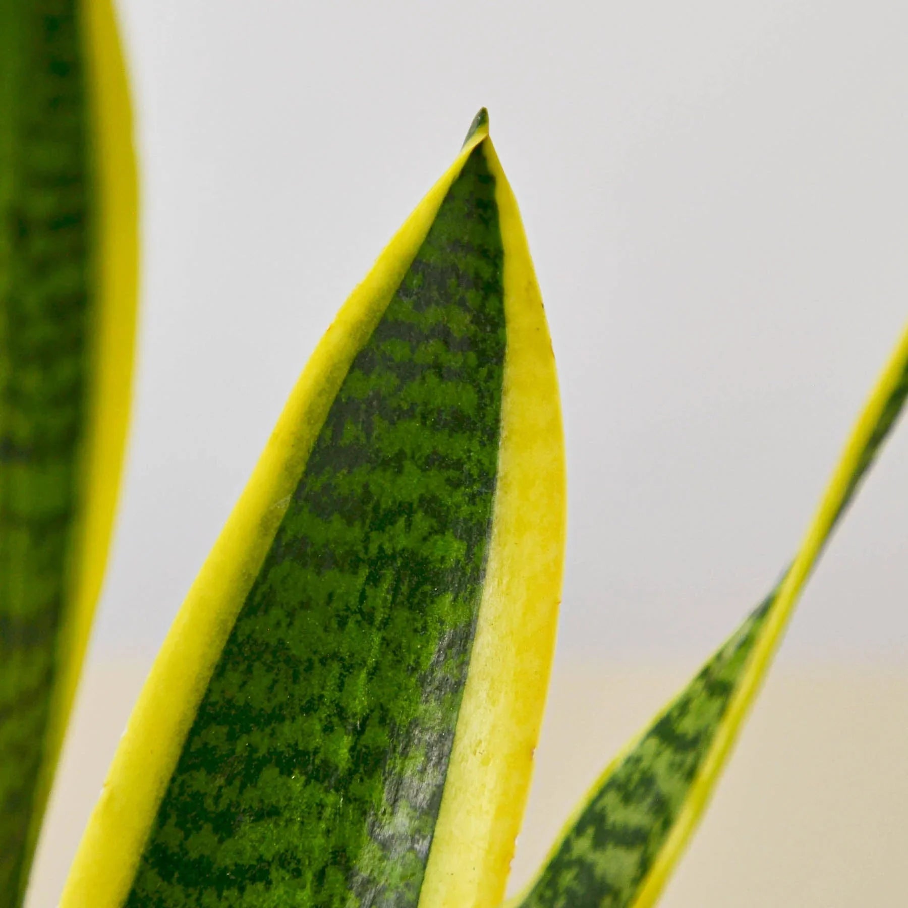 Snake Plant Laurentii - Fleurish Plant Care, LLC