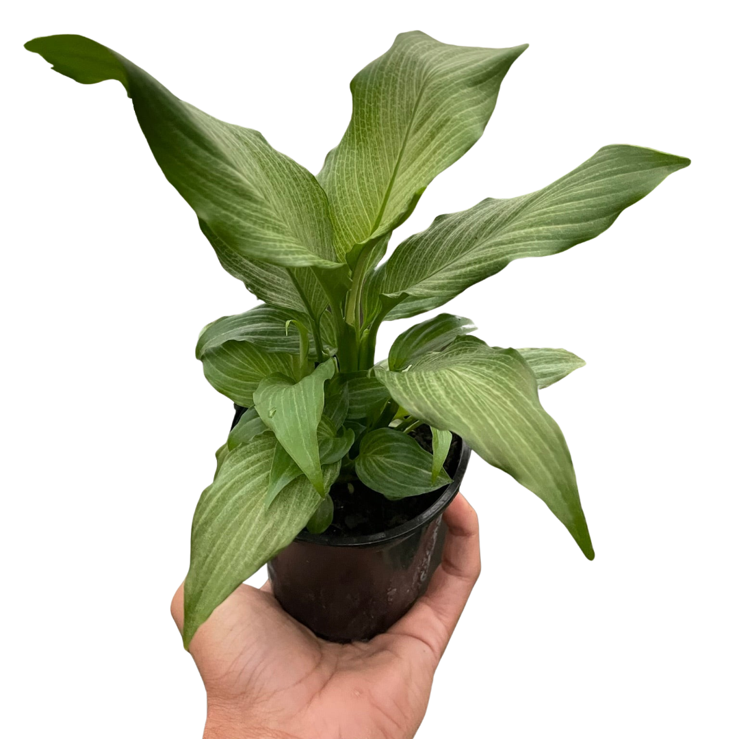 Spathiphyllum 'Platinum Mist' - Fleurish Plant Care, LLC