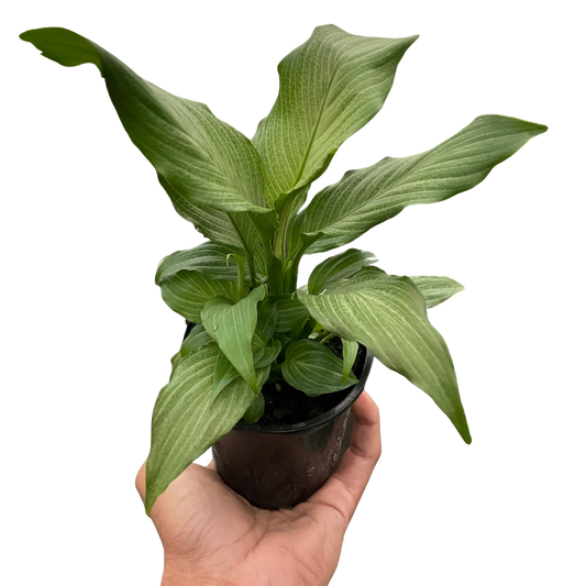 Spathiphyllum 'Platinum Mist' - Fleurish Plant Care, LLC