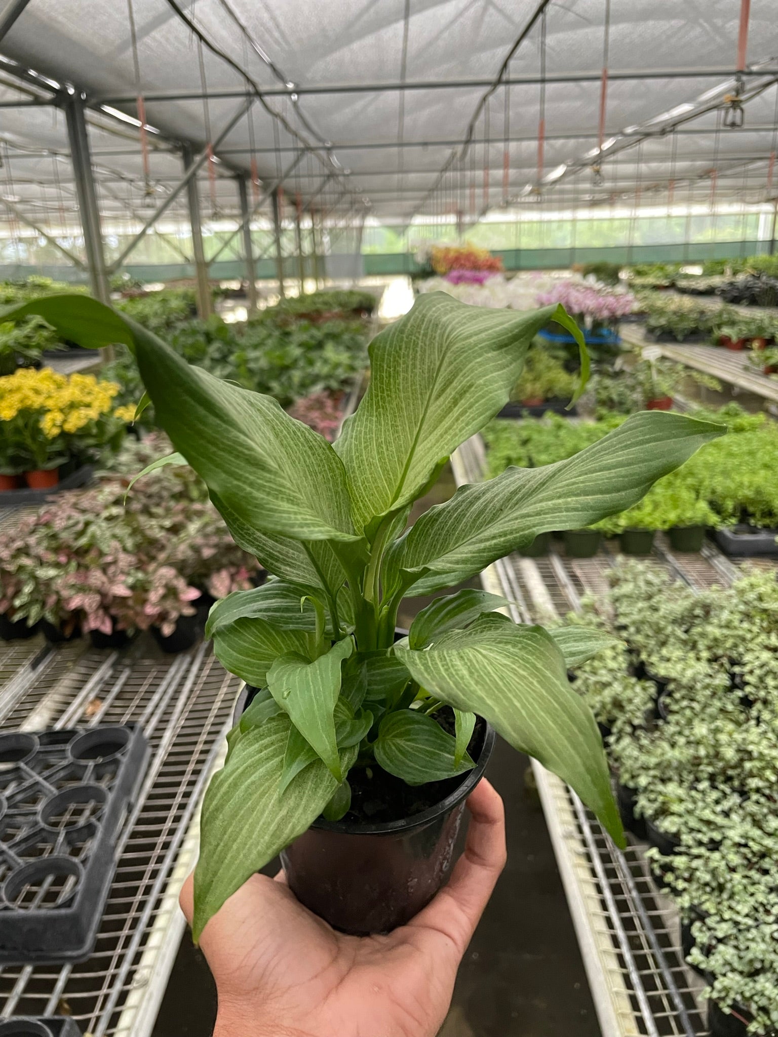 Spathiphyllum 'Platinum Mist' - Fleurish Plant Care, LLC