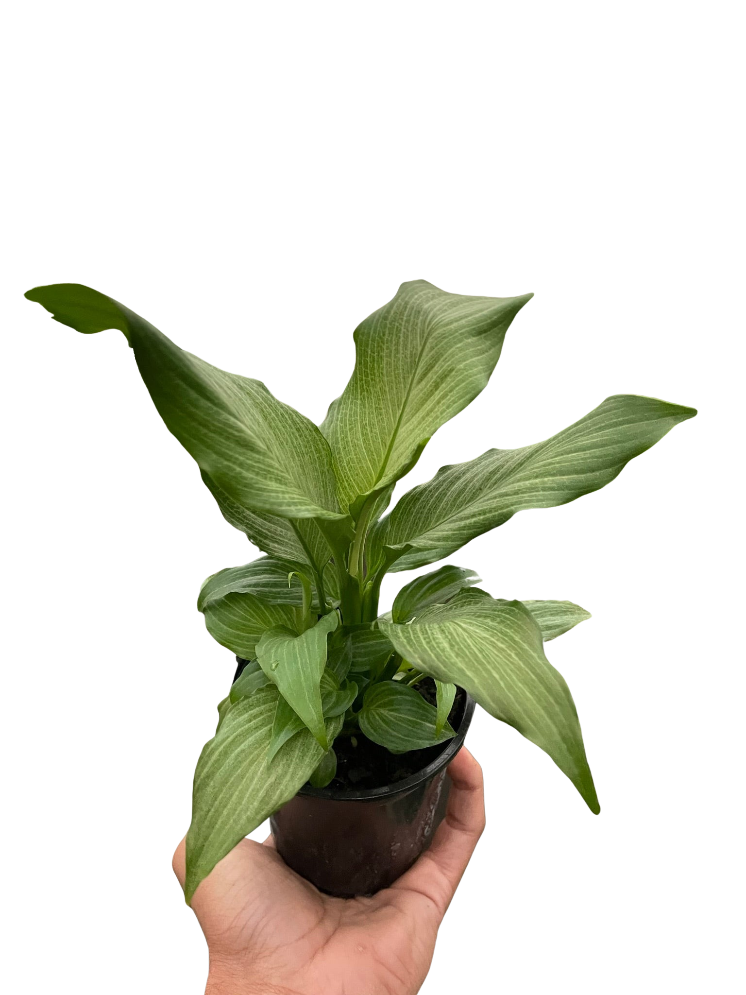 Spathiphyllum 'Platinum Mist' - Fleurish Plant Care, LLC
