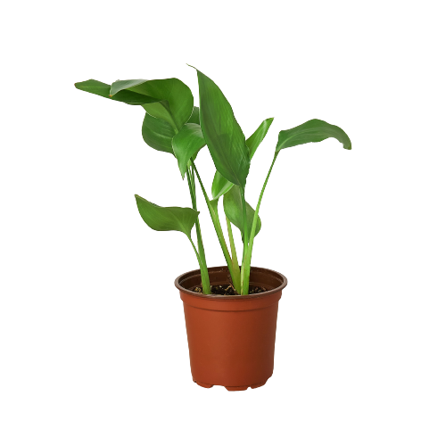 White Bird of Paradise 'Strelitzia Nicolai' - Fleurish Plant Care, LLC