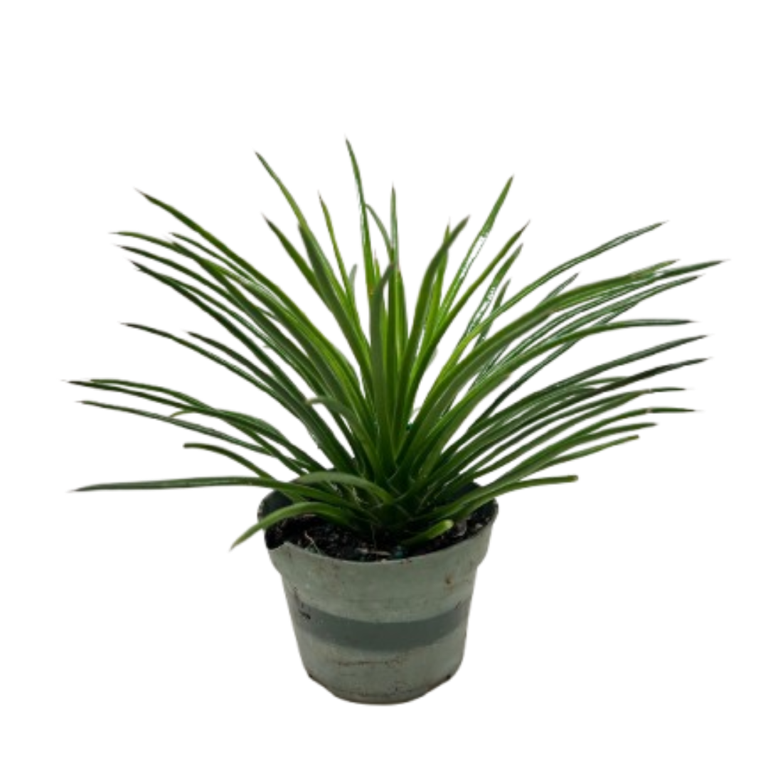 Succulent Agave Twin Flower - Fleurish Plant Care, LLC